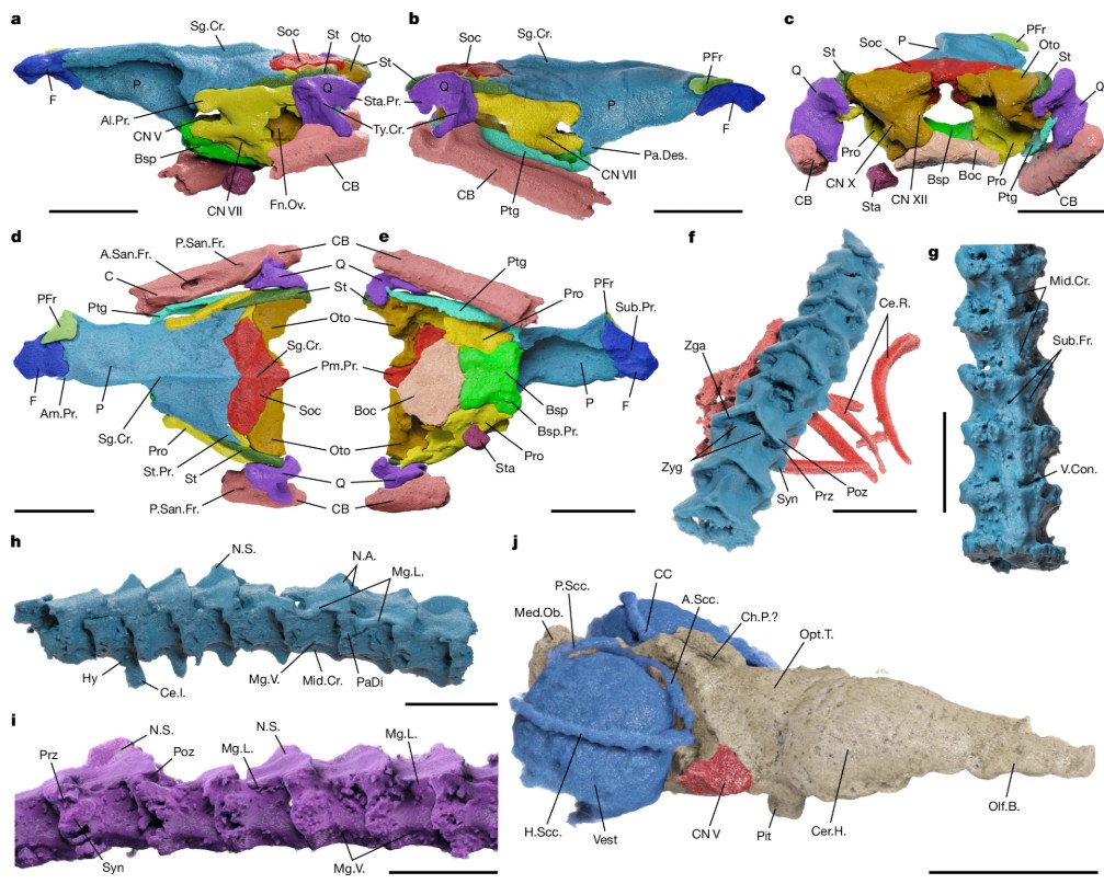 3D reconstruction of the fossil snake brain. 3D reconstruction of the fossil snake brain.